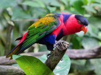 Rainbow Lorikeet